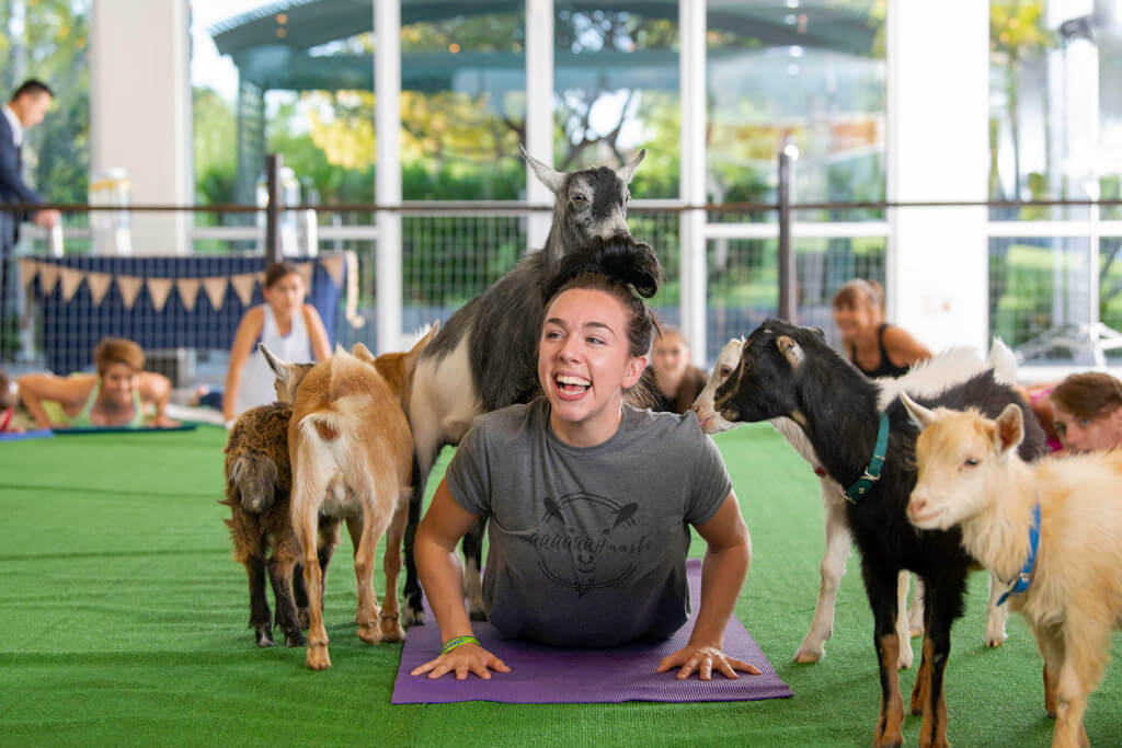 Goat Yoga